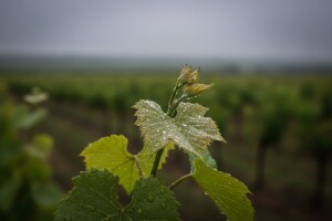 Kiša pogoduje razvoju bolesti vinove loze
