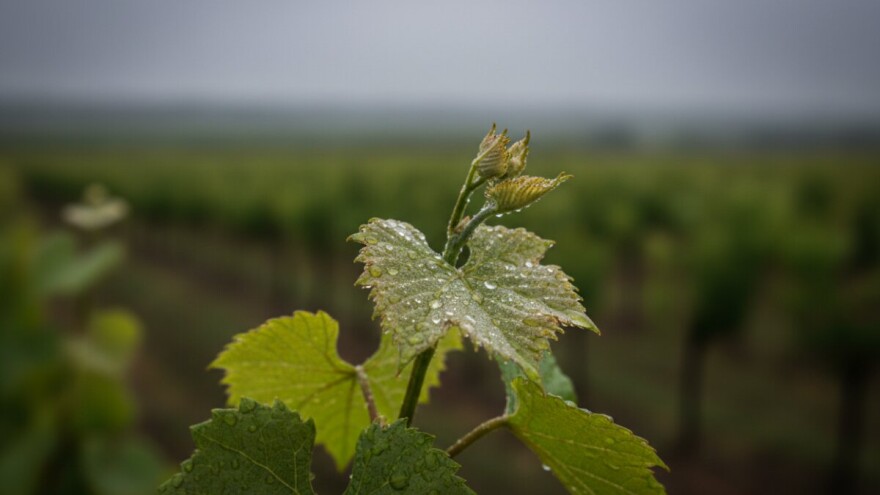 Kiša pogoduje razvoju bolesti vinove loze