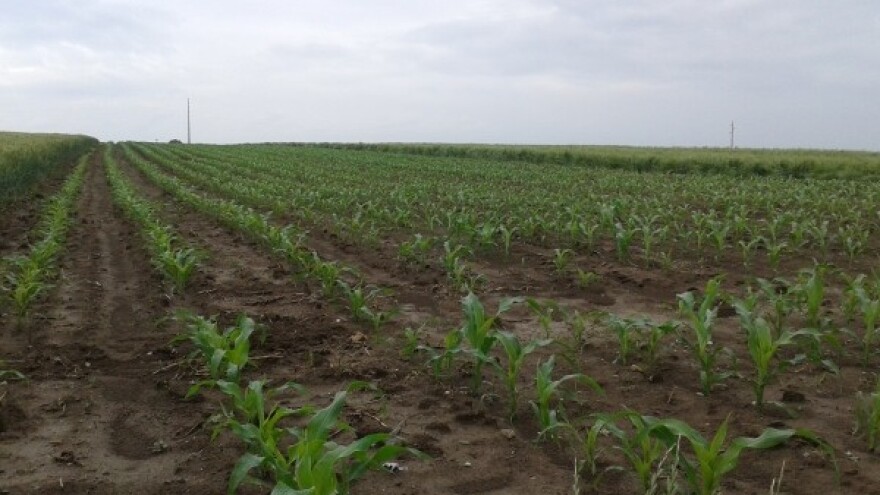 Kiša dobro došla usevima u Sremu