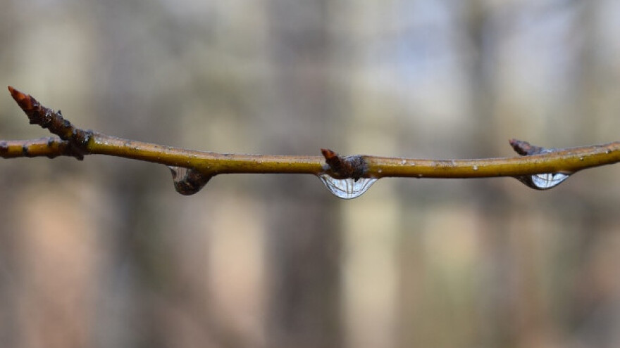 Toplije vreme pogoduje štetočinama