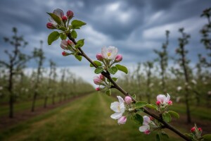 Kiše će pogodovati infekciji čađave krastavosti