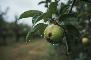 Kiše pogoduju krastavosti jabuka