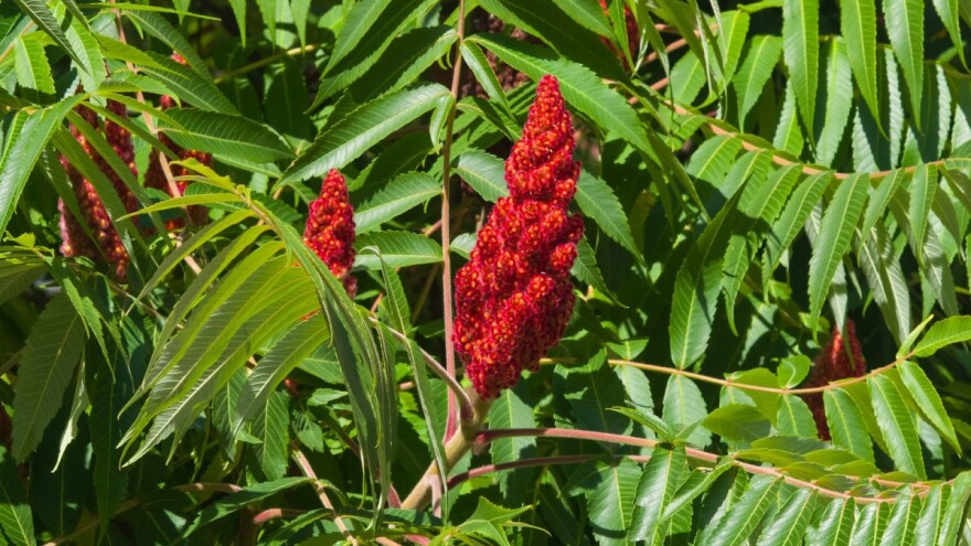 Kiseli ruj nije samo ukrasno drvce već i ljekovito i potencijalno invazivno stablo