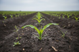 Kišni period se nastavlja - zaštitite kukuruz