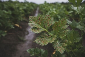 Kišno vrijeme pogoduje bolestima celerova lista