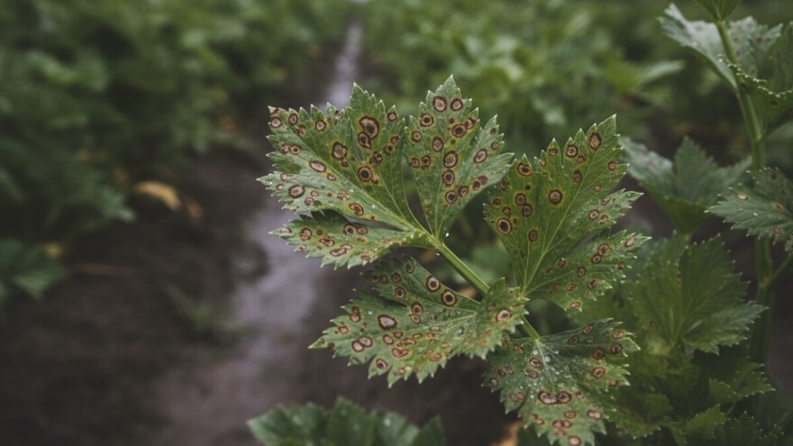 Kišno vrijeme pogoduje bolestima celerova lista