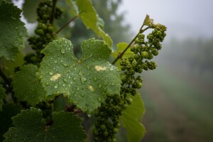 Kišno vrijeme pogoduje bolestima vinove loze