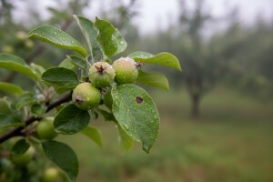 Kišno vrijeme pogoduje bolestima voćaka