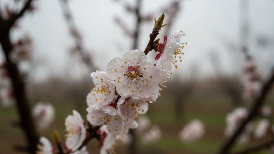 Kišovito vrijeme pogoduje razvoju bolesti