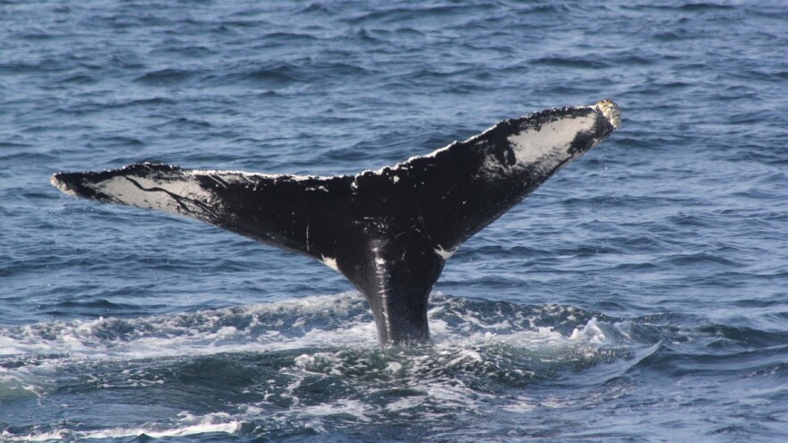 Vraćaju se kitolovu pod pritiskom ribara?