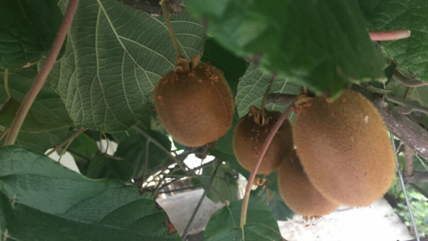 Kivi - dašak zdrave egzotike i u vašoj bašči