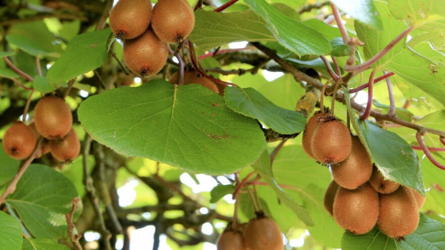 Kivi - dašak zdrave egzotike i u vašem vrtu