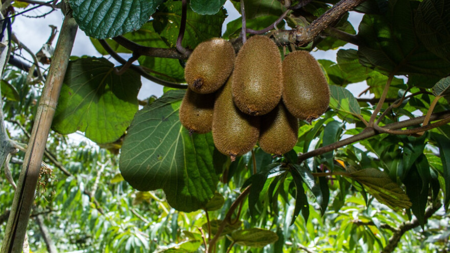 Kasim Osmanbašić prošle godine ubrao 300 kg kivija