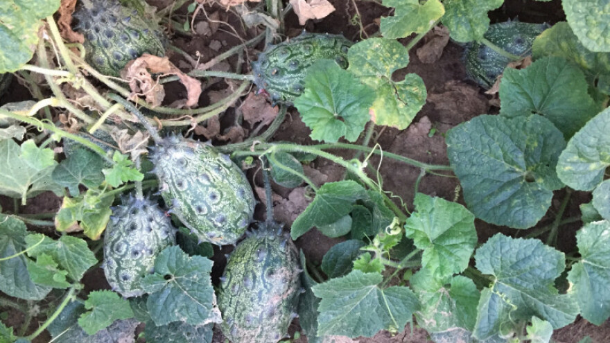 Uz batat i paulovniju - zasadio i kiwano!