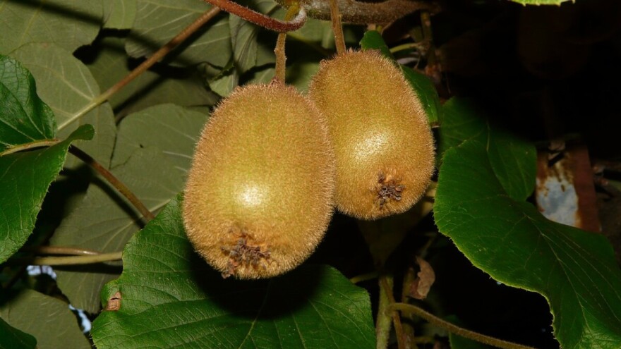 Obrali mu 50 kilograma kivija, vlasniku ostavili oštećena stabla