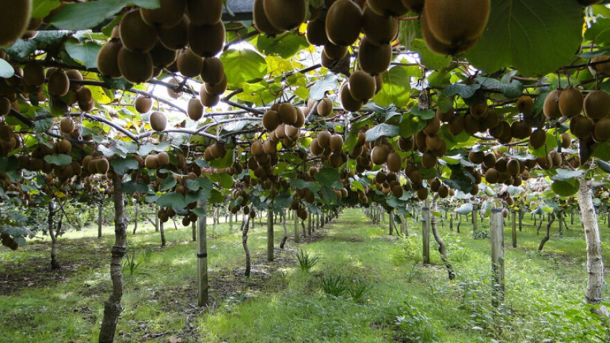 Talijansko voće cijenjeno na vanjskim tržištima