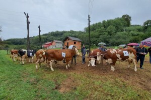 Šta donosi sedmodnevna poljoprivredna manifestacija u Velikoj Kladuši?