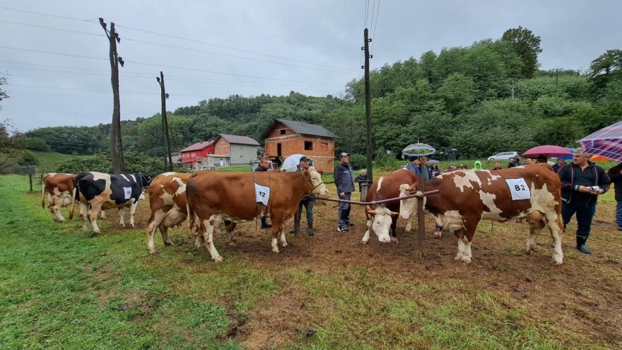 Šta donosi sedmodnevna poljoprivredna manifestacija u Velikoj Kladuši?