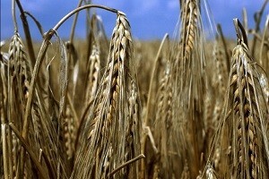 Konferencija o zemljopisnim oznakama u Republici Hrvatskoj