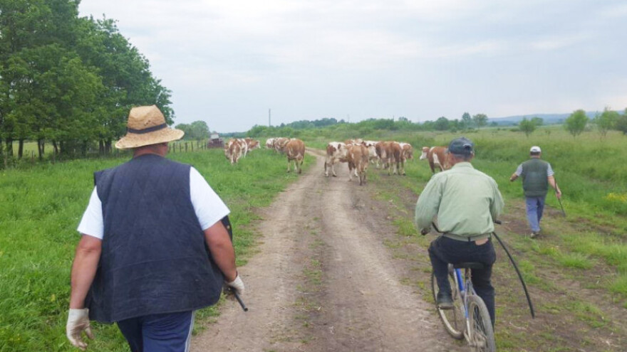 Stočari uz odvjetnike traže naknadu štete