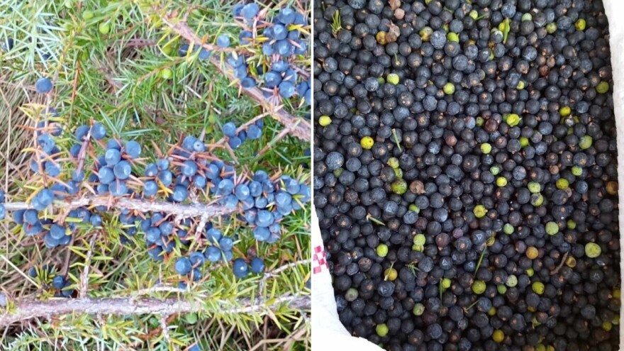 Vrijeme je za berbu kleke: Za kilogram ovih bobica plaćaju 5 KM u otkupu