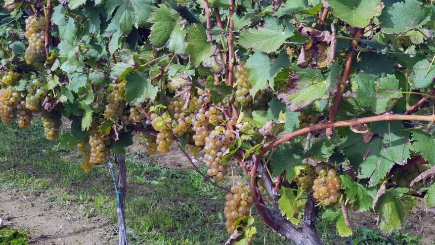 Spašena i autohtona sorta Kleščec, ali nedostaje novaca za gradnju novog podruma