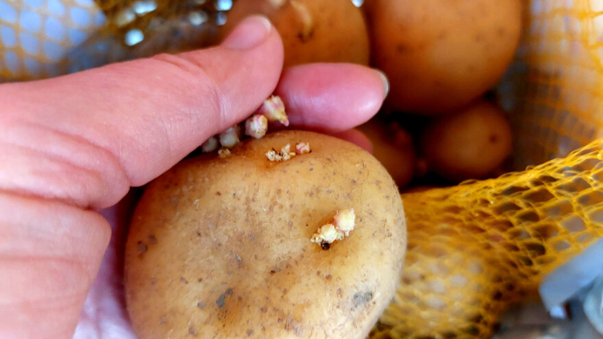 Čuvanje krompira i sprečavanje klijanja krtola