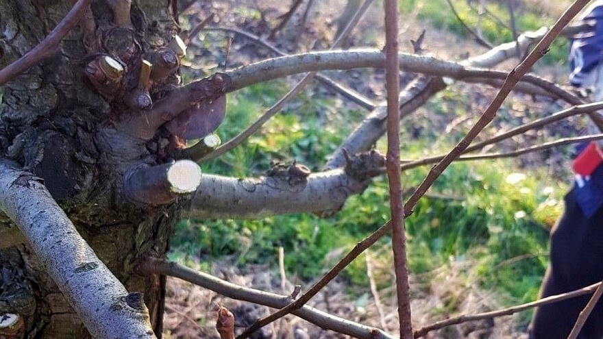 Rezidba krušaka na "klik" iako nije popularna, utiče na povećanje prinosa