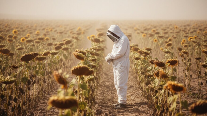 Klimatske prilike glavni krivac za nemedenje suncokreta