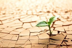 Klimatske promjene i poljoprivreda