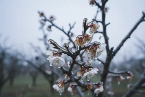 Klimatske promjene nisu naklonjene poljoprivredi
