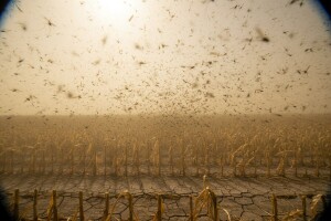 Klimatske promjene smanjuju efektivnost pesticida
