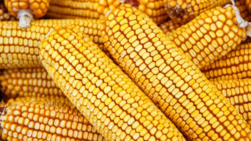 Drastičan pad izvoza ukrajinskog kukuruza!
