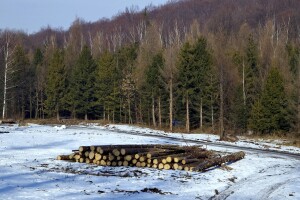 Krivac za poplave? I nelegalna sječa!