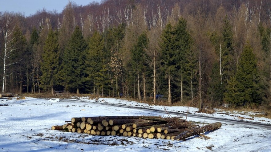 Krivac za poplave? I nelegalna sječa!
