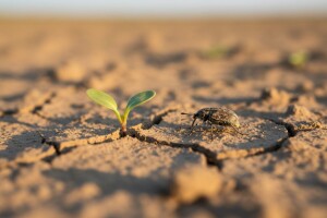 Ključna naredna dva tjedna