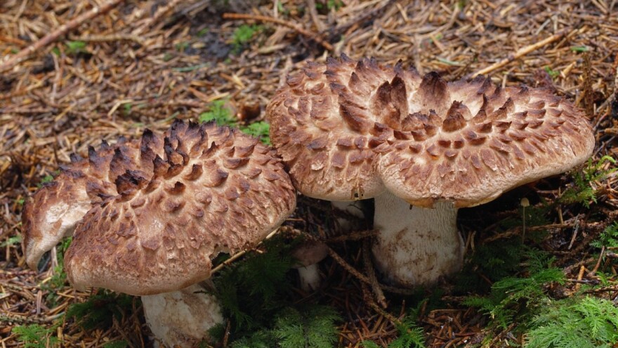 Srnjača - gljiva crnogoričnih šuma sa smeđim ljuskama na klobuku