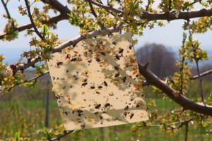 Kako zaštititi nasade žutim, plavim, bijelim i crvenim ljepljivim pločama?