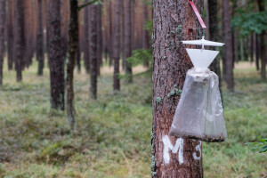 Tip operacije 10.1.12 Korištenje feromonskih, vizualnih i hranidbenih klopki