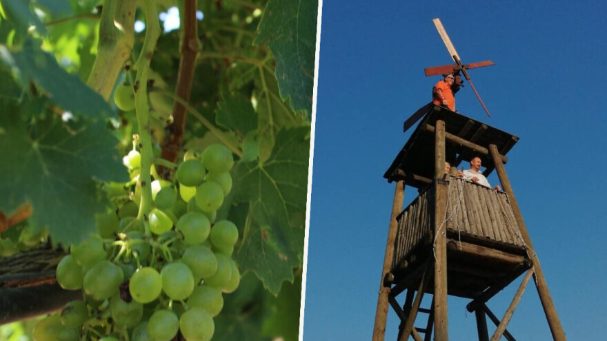Podizanjem klopoca i ove godine označit će početak zriobe grožđa