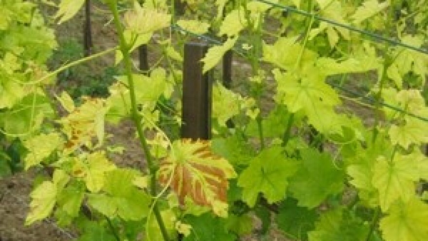 Kako spriječiti pojavu kloroze?