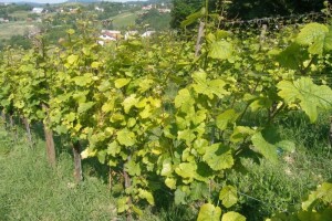 Bayer savjeti za vinogradare 30.06..- 06.07.2014.