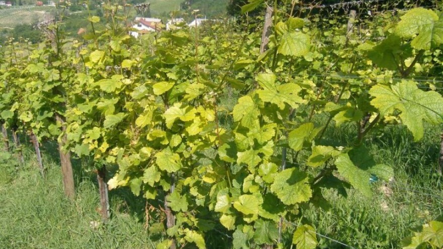 Bayer savjeti za vinogradare 30.06..- 06.07.2014.