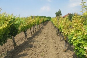 Bayer savjeti za vinogradare 4.7. - 10.7.2016.