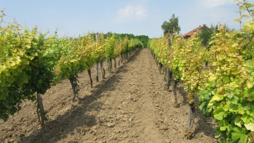 Bayer savjeti za vinogradare 4.7. - 10.7.2016.