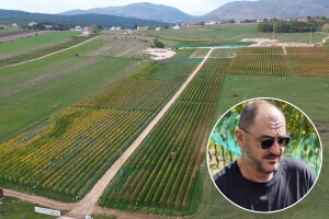 Vrhunska kvaliteta grožđa u vinogradu smještenom na najvišu proziciju za uzgoj loze