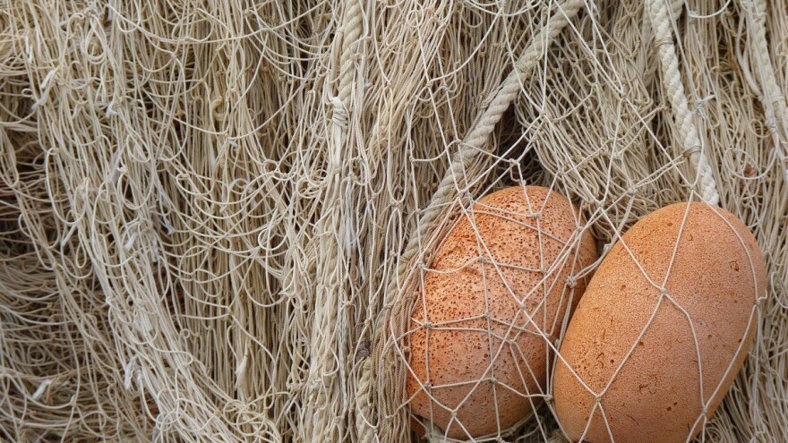 Ribolovci, od 1. listopada podatke o ribolovnom naporu, ulovu i iskrcaju vodit ćete na novim obrascima