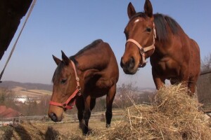 Kobilje mlijeko s OPG-a Rebić, priča koju je "potaknuo" - bronhitis