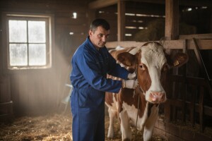 Kod goveda se pojavila bolest kvrgave kože