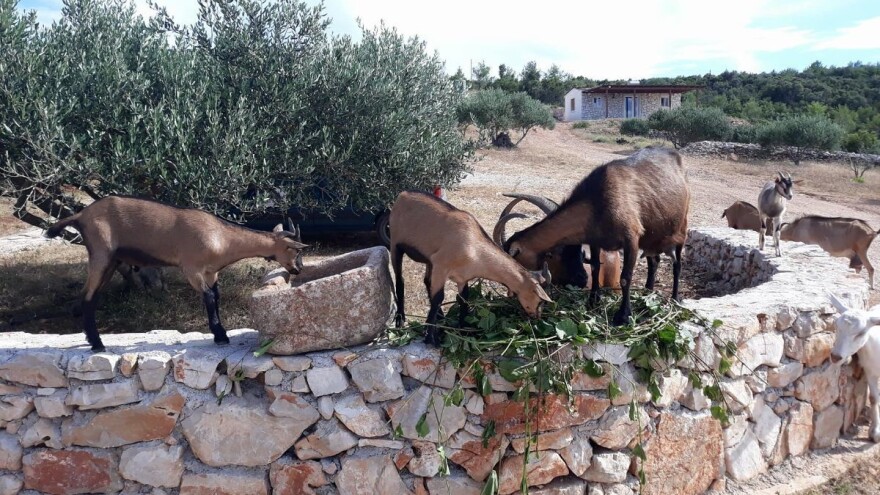 Na farmi pored kućera, gosti mogu pomusti koze i popiti tradicionalno piće biklu